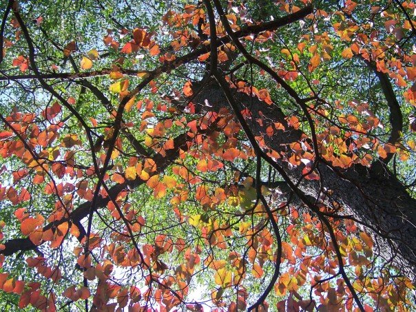 1923365_506327608578_2235_n