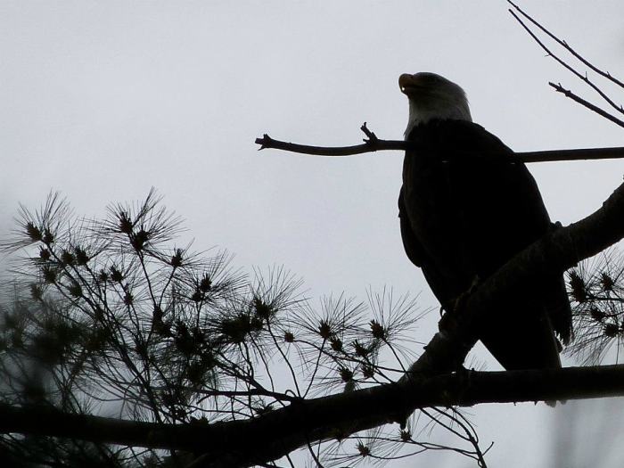 385728_637043822238_268486404_n